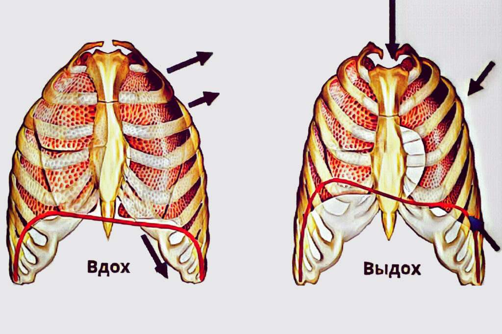 физиология дыхания при пении, диафрагма, вокальное дыхание, дыхание вокалистов, как работает диафрагма