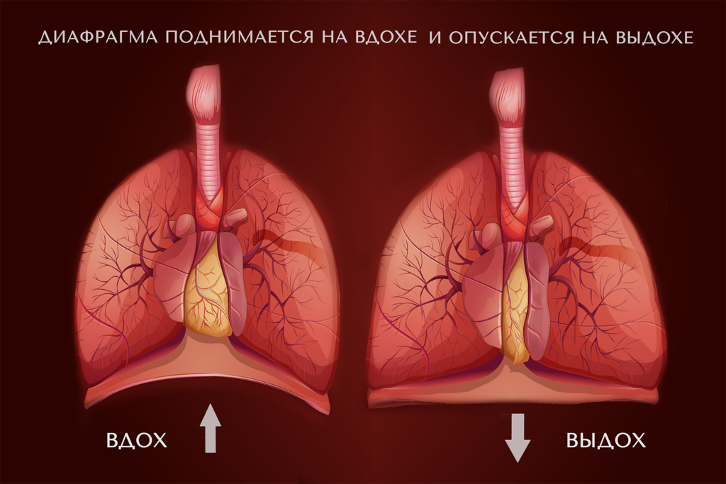 диафрагма при пении, как работает диафрагма, диафрагмальное дыхание, дыхание вокал, дыхание пение, парадокс дыхания, опора дыхания, опора пения, опора вокал, пение на опоре